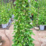 ポトス 観葉植物 タワー・10号鉢 送料無料 ポピュラーな品種でインテリアグリーンとして空気清浄効果もあり人気があります。オウゴンカズラ インテリア 贈り物 ギフト 母の日 誕生日 記念日 開店祝い 鉢【smtb-s】【05P01Mar15】