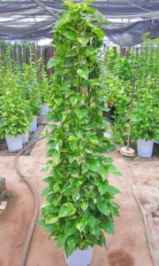 ポトス 観葉植物 タワー・10号鉢 送料無料 ポピュラーな品種でインテリアグリーンとして空気清浄効果もあり人気があります。オウゴンカズラ インテリア 贈り物 ギフト 母の日 誕生日 記念日 開店祝い 鉢【smtb-s】【05P01Mar15】