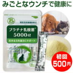 乳酸菌 ペット 犬 猫 サプリ プラチナ乳酸菌5000α（初回お試し500円 ご家族様2コまで）2コご購入で送料無料