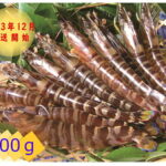 【ふるさと納税】＜先行予約＞玄海活きくるまえび600g入り(12〜30尾)【C0-001】