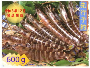 【ふるさと納税】<先行予約>玄海活きくるまえび600g入り(12〜30尾)【C0-001】