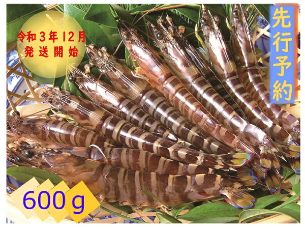 【ふるさと納税】＜先行予約＞玄海活きくるまえび600g入り(12〜30尾)【C0-001】