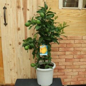 日本でポピュラーな品種 早生人気品種 レモン リスボン