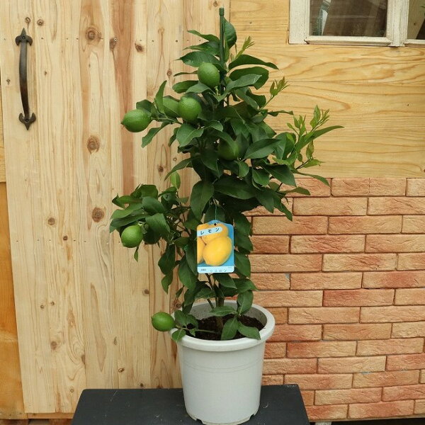 日本でポピュラーな品種　早生人気品種　レモン　リスボン