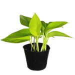 ※ポトス ライム（3号）【人気】