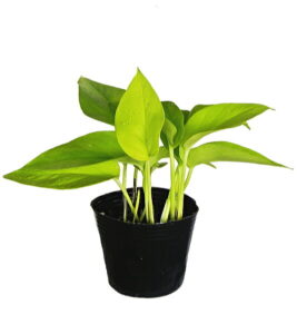 ※ポトス ライム(3号)【人気】