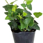 ※ハートヘデラ（サーク）（2.5〜3号）【人気】