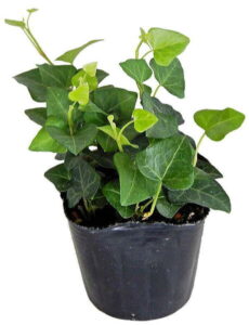 ※ハートヘデラ（サーク）（2.5〜3号）【人気】