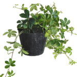 ※シュガーバイン（3号）【人気】