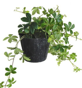 ※シュガーバイン(3号)【人気】