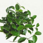 ※チャラン（6号吊り）【人気】