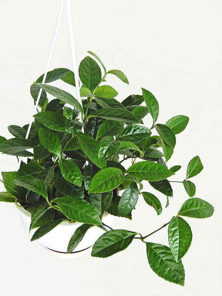 ※チャラン（6号吊り）【人気】