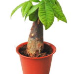 ※パキラ 1本立ち（4号）【人気】