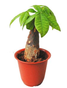 ※パキラ 1本立ち(4号)【人気】