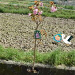 関山桜苗カンザン2022年4月に開花予定桜苗桜の庭木桜　八重桜　ポピュラー　誕生の記念に桜の塩漬け桜湯