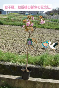 関山桜苗カンザン2022年4月に開花予定桜苗桜の庭木桜　八重桜　ポピュラー　誕生の記念に桜の塩漬け桜湯