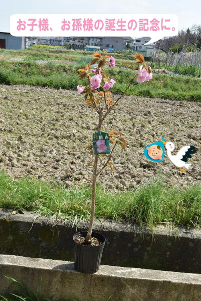 関山桜苗カンザン2022年4月に開花予定桜苗桜の庭木桜　八重桜　ポピュラー　誕生の記念に桜の塩漬け桜湯